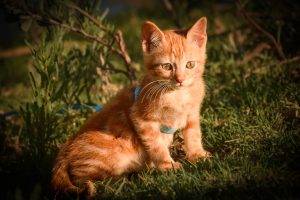 Revelado Digital (Retoque fotográfico)